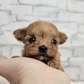 チワプー(チワワ×トイプードル)【埼玉県・男の子・2025年10月10日・アプリ】の写真9