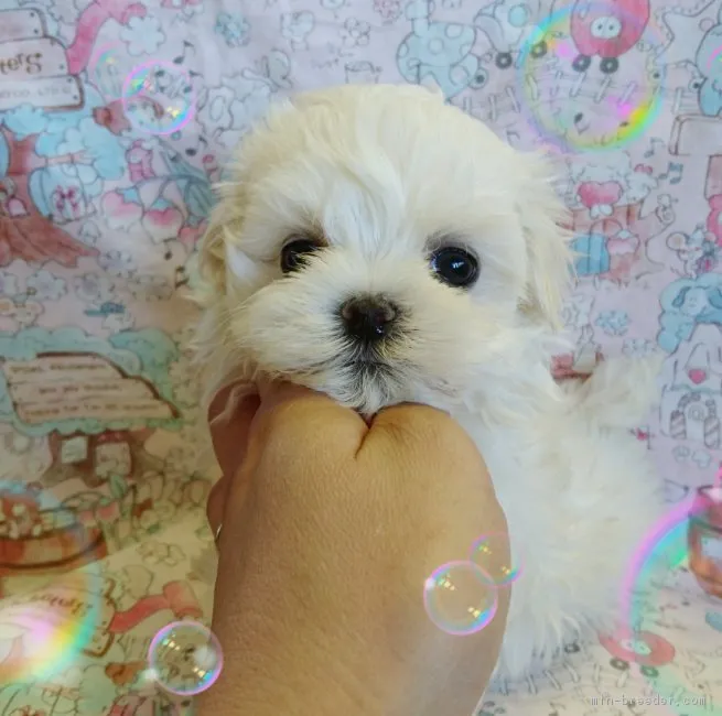 ID：1706-00379の子犬