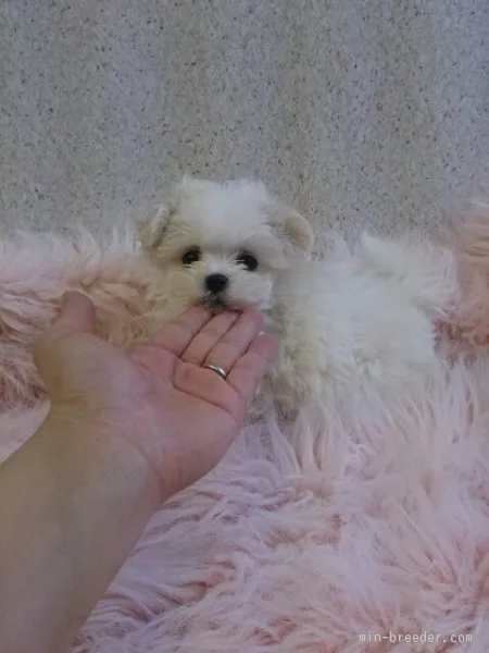 よしのり 様のお迎えした子犬