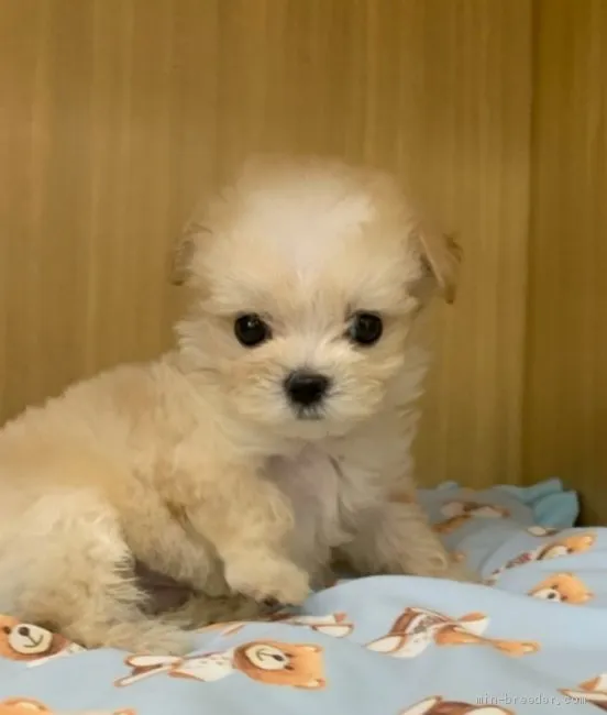 kk 様のお迎えした子犬