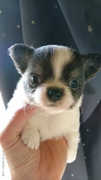 まきこ 様のお迎えした子犬