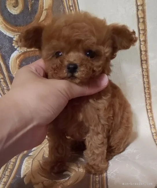 ID：1808-00657の子犬