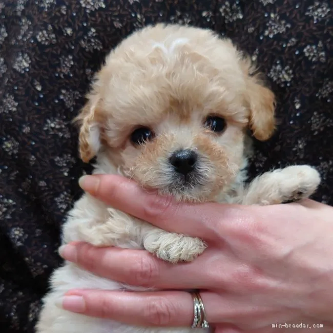 ID：2009-03049の子犬