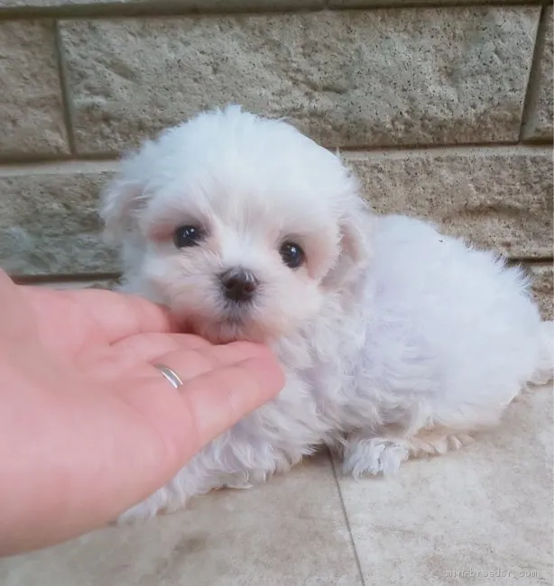 ID：1909-00415の子犬