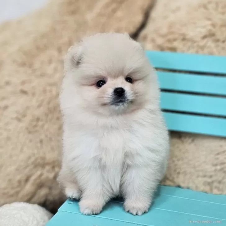 ID:2410-03015の子犬