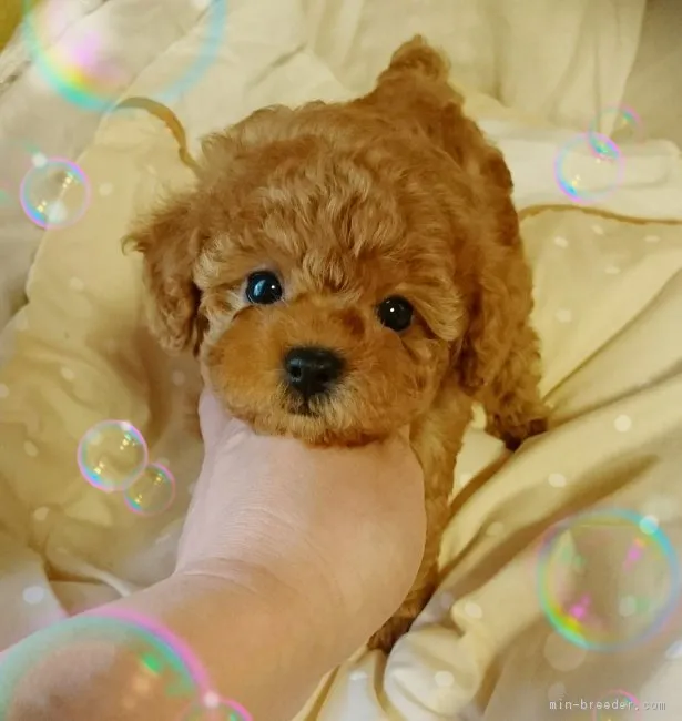 ID：1706-00806の子犬