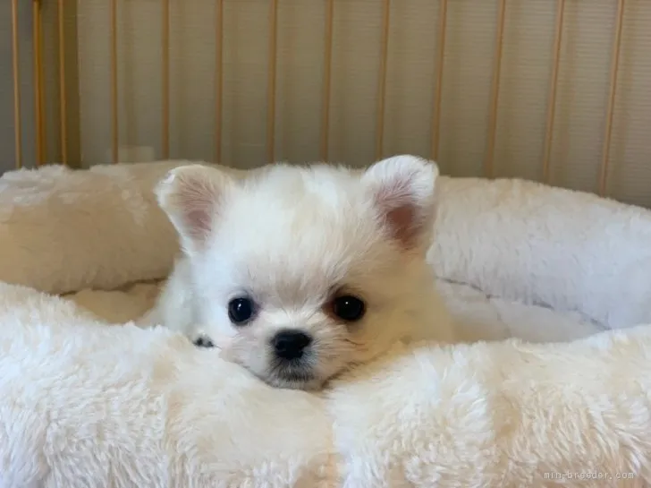 ID：2004-03052の子犬