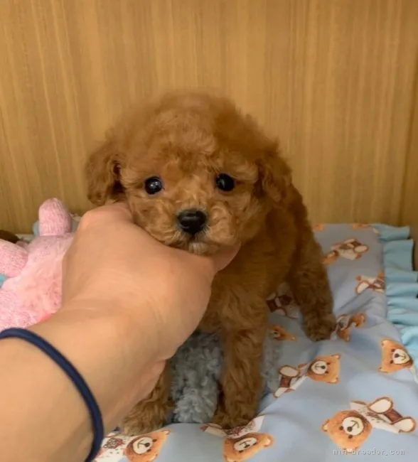 E.E 様のお迎えした子犬