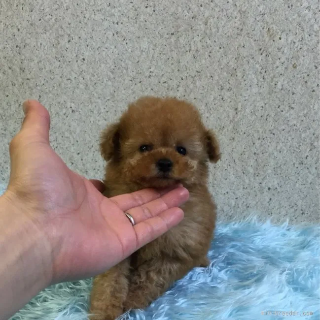 もと 様のお迎えした子犬