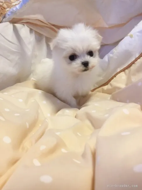 ID：1703-00647の子犬