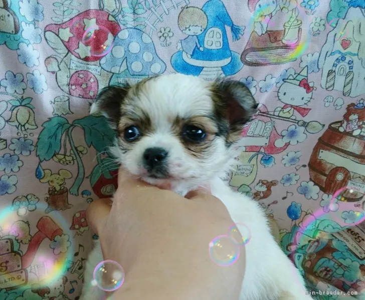 ID：1705-00988の子犬