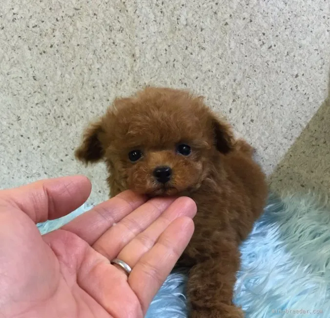 ID:1511-00819の子犬