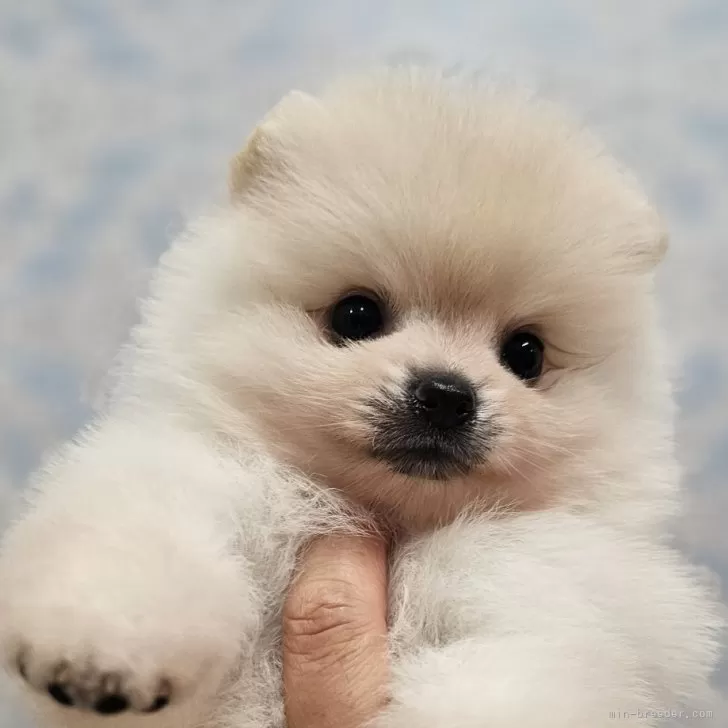 ID：2406-07010の子犬