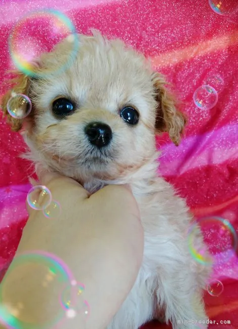 ルルママ 様のお迎えした子犬