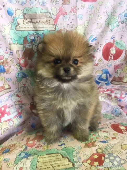 M・S 様のお迎えした子犬