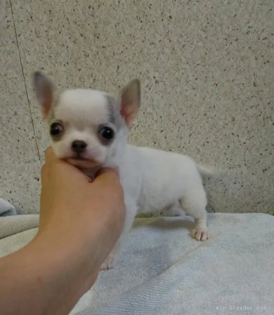 ULTRA 様のお迎えした子犬