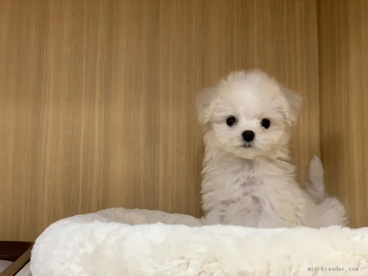 ID：2004-00797の子犬