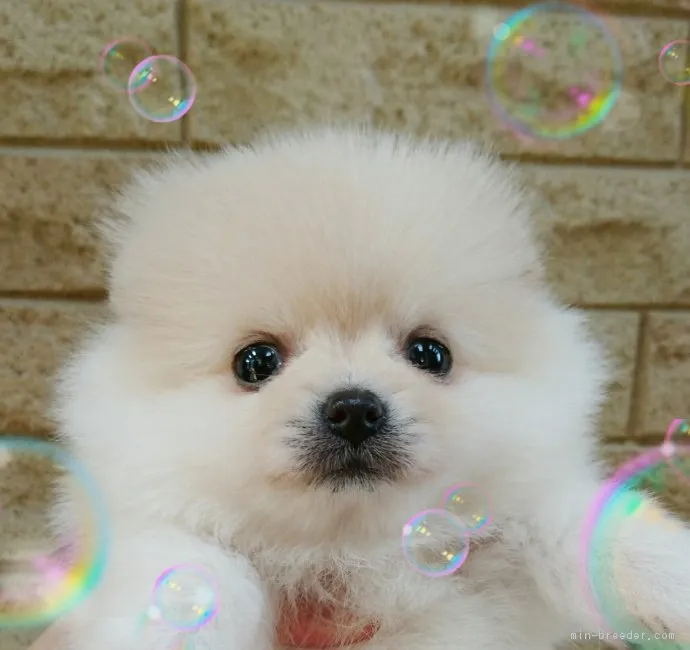 ID：1703-01455の子犬