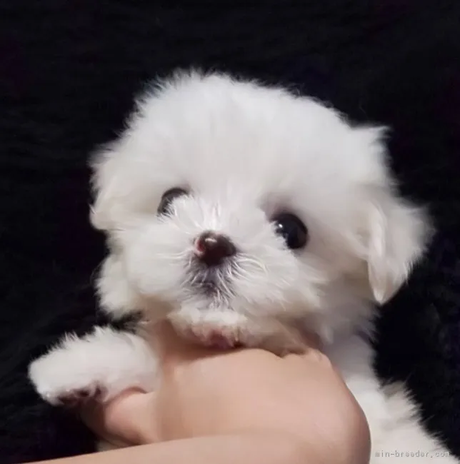 ID：1808-02315の子犬