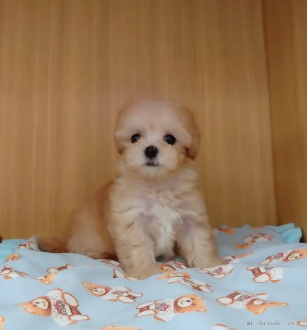 ID：2006-00466の子犬