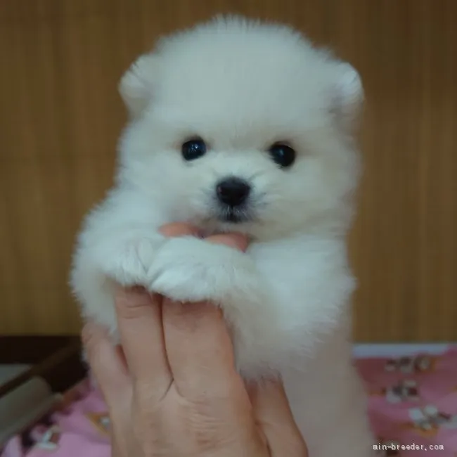 ID:2008-00127の子犬