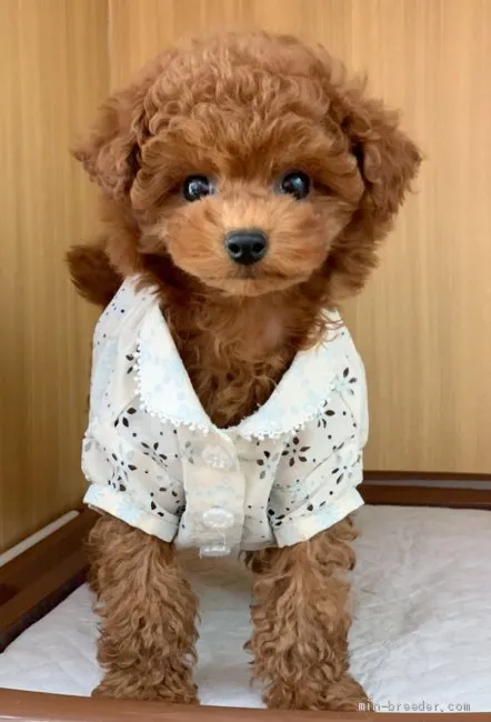 ID：2004-00783の子犬