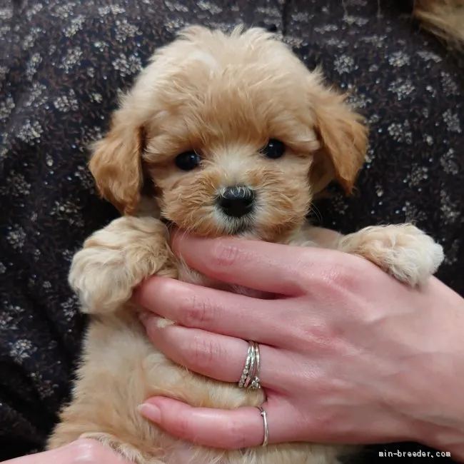 A.O 様のお迎えした子犬