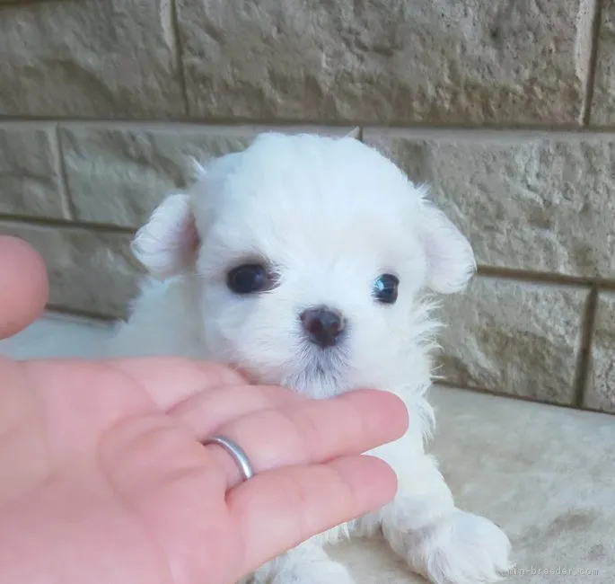 ID：1907-02637の子犬