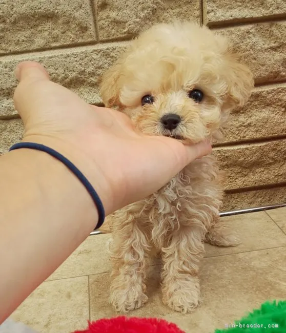 はーひー 様のお迎えした子犬
