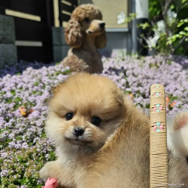 ID：2404-02836の子犬