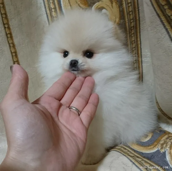 ID:1712-02501の子犬
