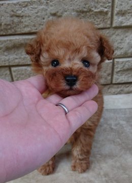 トイプードル(トイ)【埼玉県・男の子・2017年11月27日・アプリコット】の写真「コロンとカワイイアプリ君」