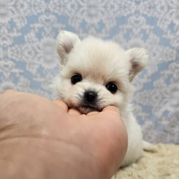 ポメチワ(チワワ×ポメラニアン)【埼玉県・女の子・2024年2月15日・ホワイト】の写真「可愛い子が産まれました🎵」