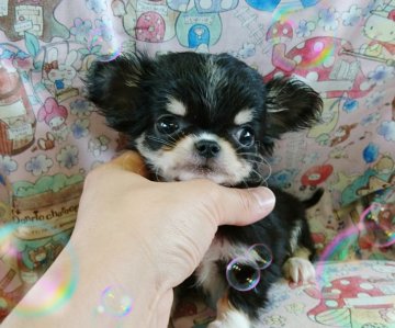 チワワ(ロング)【埼玉県・男の子・2017年3月15日・ブラックタン&ホワイト】の写真「とぉ～っても小粒でお顔のすごい子が生まれました。」