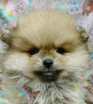 ポメラニアン【埼玉県・男の子・2017年2月11日・オレンジセーブル】の写真「これからますます可愛くなります🙋」