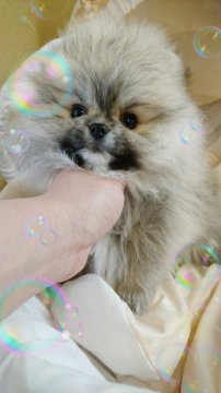 ポメラニアン【埼玉県・女の子・2016年12月13日・クリームセーブル】の写真「黒い指し毛は成長とともに消えていきます。」