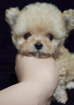 父 トイプードル 母ロングチワワ【埼玉県・男の子・2018年6月22日・アプリコット】の写真「可愛すぎてすいません🙏」