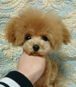 トイプードル(ティーカップ)【埼玉県・男の子・2015年11月10日・アプリコット】の写真「ワクチン３回狂犬病の予防接。全部コミコミ価格です。」