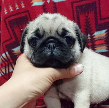 パグ【埼玉県・男の子・2016年2月14日・フォーン】の写真「しっかり骨太君」