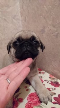 パグ【埼玉県・女の子・2016年2月14日・フォーン】の写真「女の子なのにゴルゴ眉、、、いいですか？」