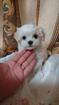 マルチーズ【埼玉県・女の子・2016年2月21日・ホワイト】の写真「お目目の可愛い女の子」