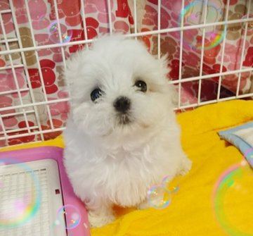 マルチーズ【埼玉県・女の子・2017年4月20日・ホワイト】の写真「まんまるなお顔です。」