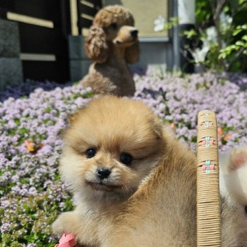 ポメラニアン【埼玉県・女の子・2024年3月7日・オレンジ】の写真「きれいな毛色の女の子」