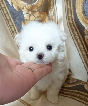 マルチーズ【埼玉県・男の子・2017年11月20日・ホワイト】の写真「お顔のカワイイころくん」