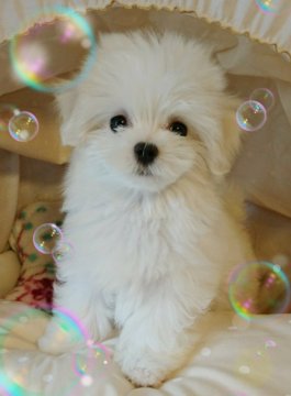 マルチーズ【埼玉県・女の子・2017年4月14日・ホワイト】の写真「小粒な可愛い子です。」