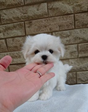 マルチーズ【埼玉県・男の子・2016年1月28日・ホワイト】の写真「説明いらずの可愛いお顔(o^－^o)」