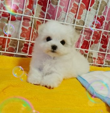 マルチーズ【埼玉県・女の子・2017年4月30日・ホワイト】の写真「とぉ～ってもお目目が可愛い子生まれました。」