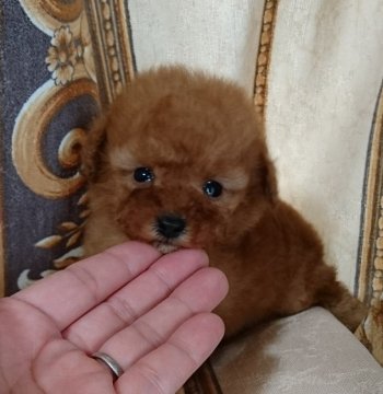 トイプードル(タイニー)【埼玉県・女の子・2017年11月27日・アプリコット】の写真「小さなアプリちゃん」