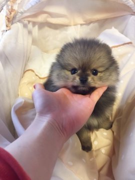 ポメラニアン【埼玉県・男の子・2017年1月10日・クリームセーブル】の写真「これから一気にかわいさが増します♪」