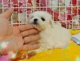 マルチーズ【埼玉県・男の子・2017年5月5日・ホワイト】の写真2
